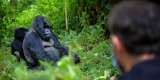 Encounter of tourist and mountain gorilla in African jungle