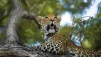 Leopard in a tree at Silvan Safari, South Africa