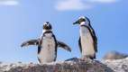 Penguins at Boulders Beach, Cape Town