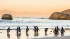 African penguins on a sandy beach at sunset