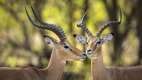 Two male impala in Khwai rivier