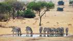 Herd of Zebra drinking from waterhole at Singita Serengeti House