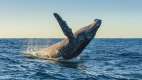 Humpback whale jumping out of the water