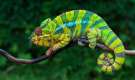 Panther Chameleon from Madagascar
