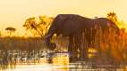 African elephant, Okavango Delta, Botswana