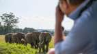 Photographing elephants on a game drive at Govenors Camp