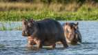 Hippopotamus walking in the shallow water