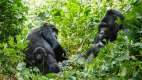 Gorillas relaxing in the forest, Rwanda