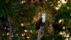 Fish Eagle perched atop a tree