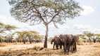 Elephants at Mwiba Lodge