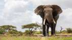 Large elephant at ol Donyo Lodge