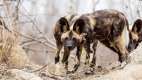 African Wild dog, Kruger National Park