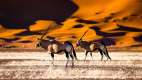 Oryx in front of sand dunes in Sossusvlei