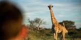 Tourist looking towards Giraffe whilst on Safari