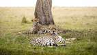 Two cheetah resting beneath tree