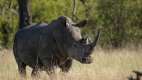 Rhino, Kruger National Park