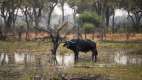 Lone Buffalo standing in the water, Okavango Delta, Botswana