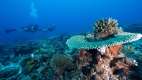 Scuba-diving amongst the coral