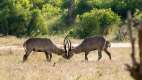 Waterbuck, Kruger National Park