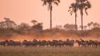 Herd of Zebras, Mombo camp, Botswana