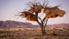 Large bird nests in tree