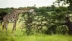 Giraffe grazing from a fallen tree