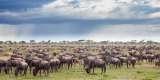 Wildebeest during the big migration in the Serengeti national park