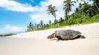 Turtle making it's way along the beach to the ocean