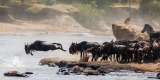 Wildebeests crossing the Mara river