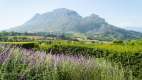 Stellenbosch winelands scenic view