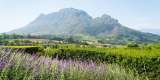 Scenic view of the Cape Winelands in Stellenbosch