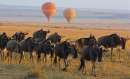 Hot air Balloons above wildebeest in Maasai Mara