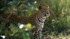 Leopard in the bush