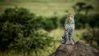 Leopard in anthill in Mara Plains