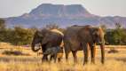 Elephants at Damaraland camp