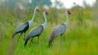 Wattled crane, Grus carunculata, with red head, wildlife from Okavango delta, Moremi, Botswana