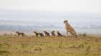 A cheetah mother of 6 in the Masai Mara Notional Park