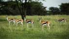Impala grazing at Mara Plains