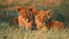 Lions cubs, Mombo Camp, Botswana