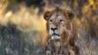 Male lion lying in the grass