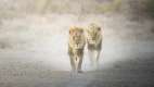 Two male lions walking down the road