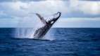 Whale leaping out of the water at Medjumbe Island