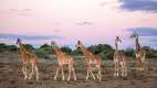 Giraffes walking in a line, Kwandwee, South Africa