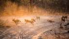 African wild dogs, King's Pool, Botswana