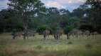 Herd of Zebras, Kruger National Park