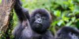 Baby mountain gorilla hanging off a tree- branch and being playful in the jungle of Rwanda