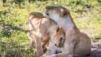 Lions at Mwiba Lodge